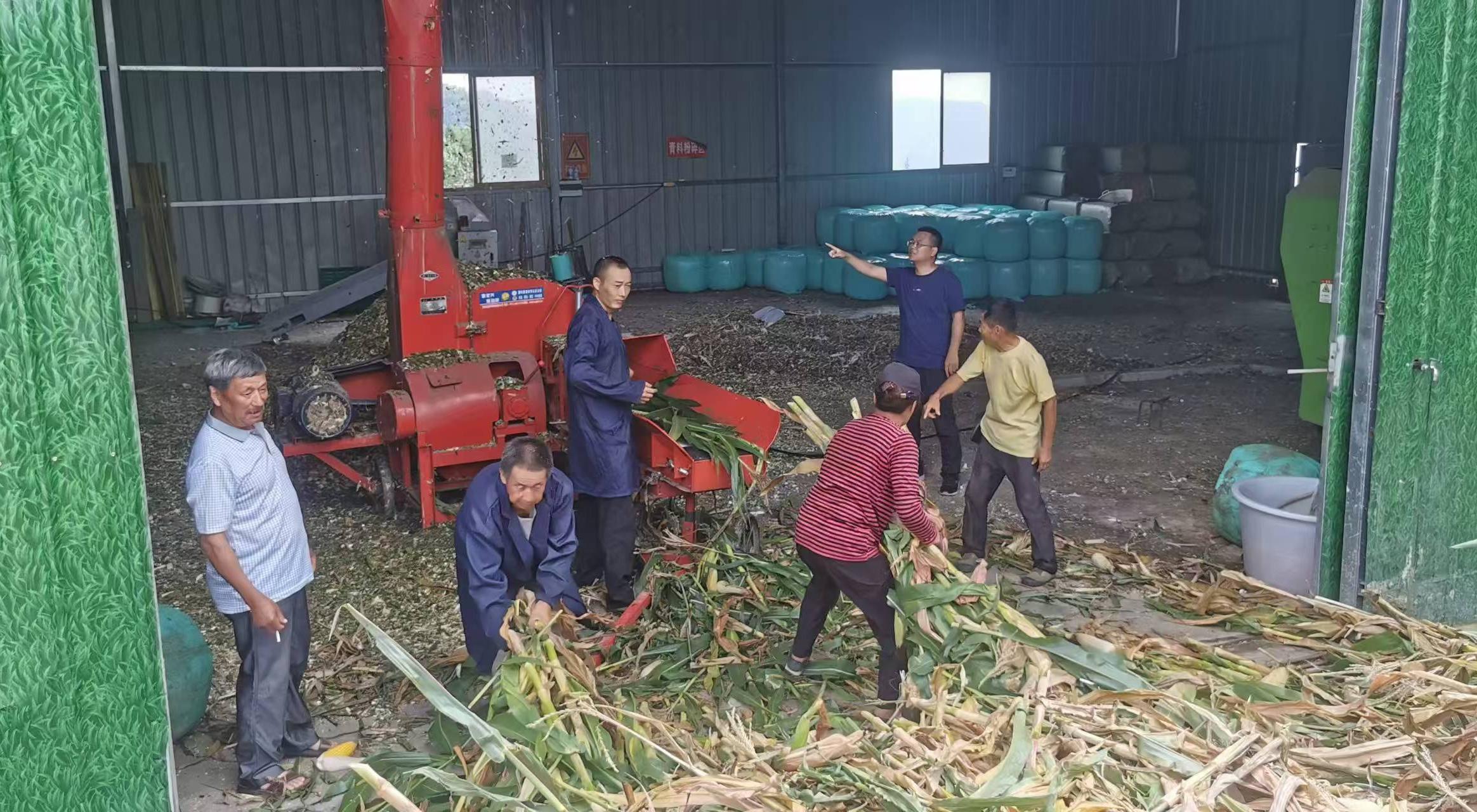 李杰超（右二）組織收購(gòu)村民玉米、開展飼草加工